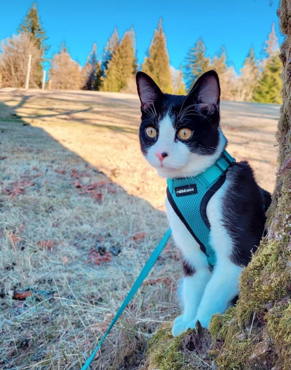 Mikusyk the cat